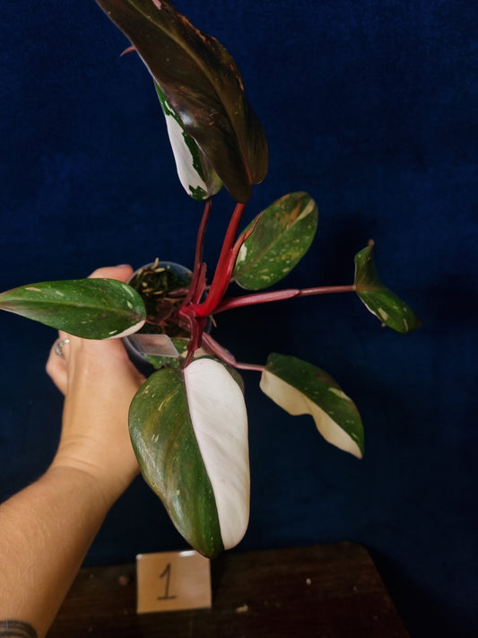 Philodendron Red Anderson High Variegation