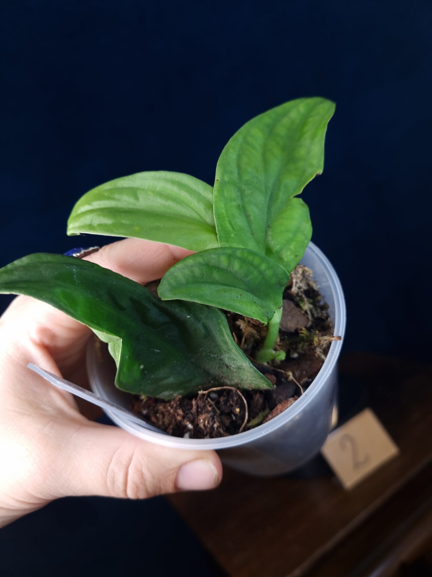 Rhaphidophora Korthalsii