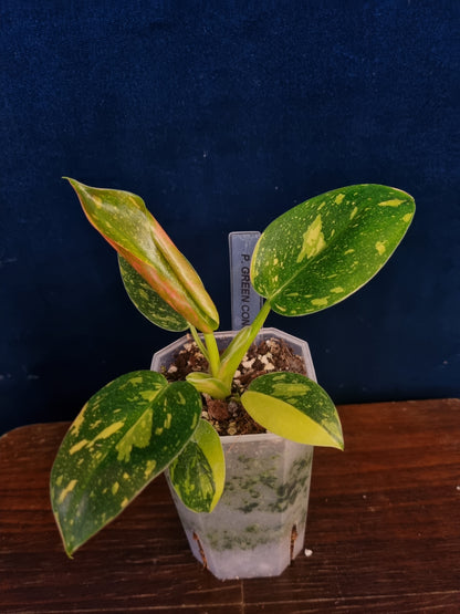 Philodendron Green Congo Variegata