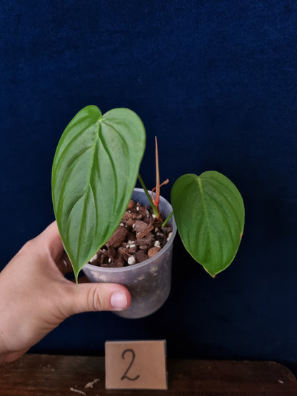 Philodendron Tenue