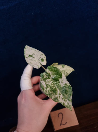 Alocasia Macrorrhiza Splash