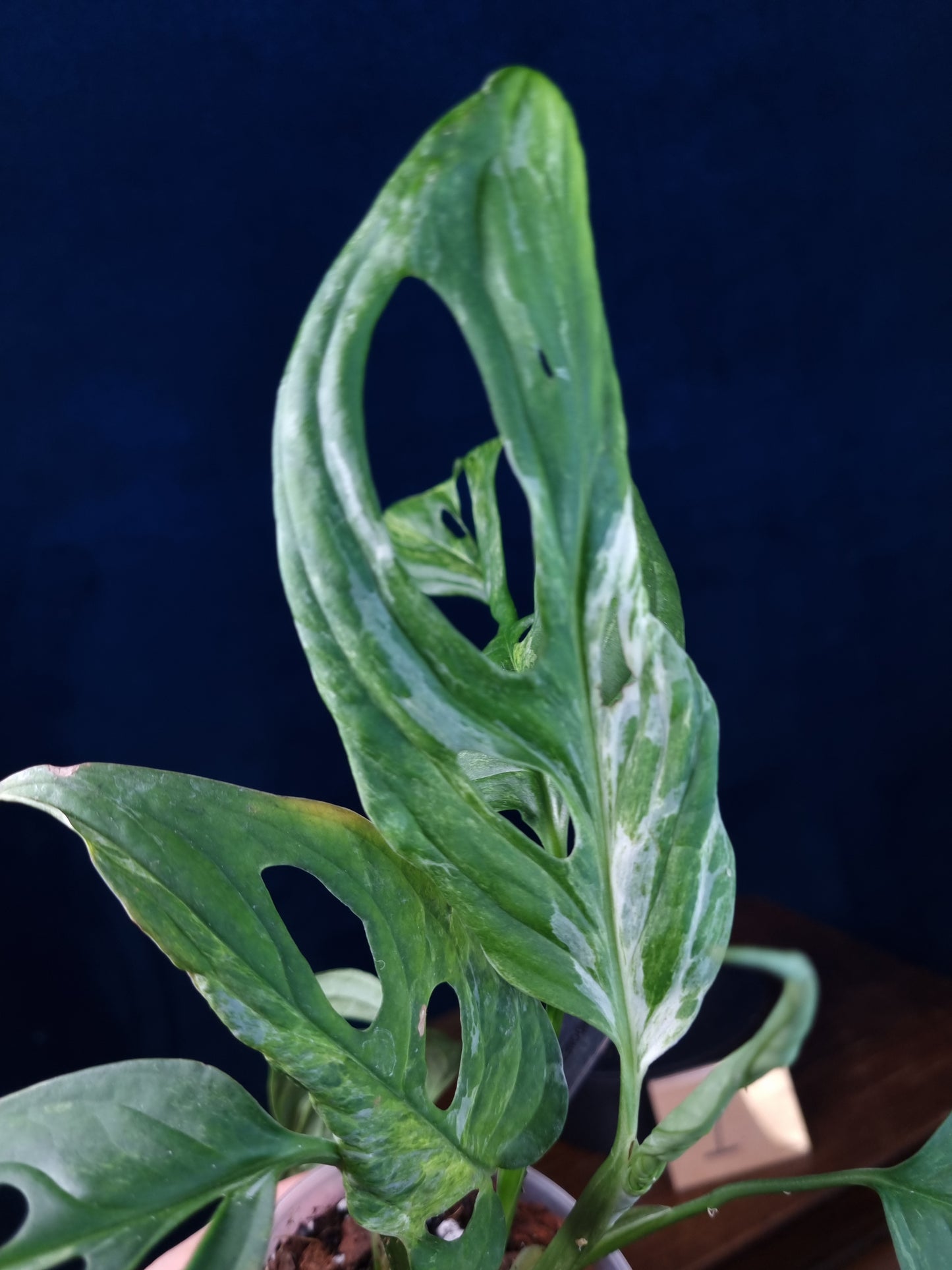 Monstera Adansonii Indonesian Marble