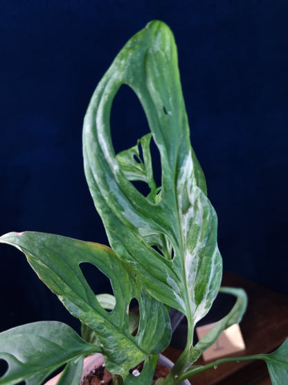 Monstera Adansonii Indonesian Marble