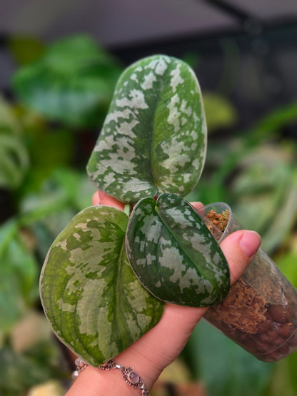 Scindapsus Macaro - Medium