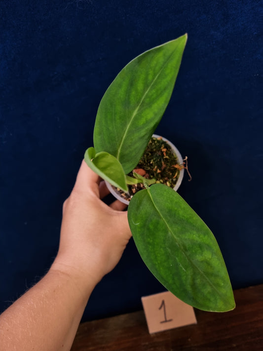 Monstera Velvet NO ID 'theplantaccount'
