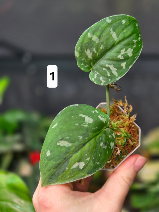 Scindapsus Sentarum Variegata