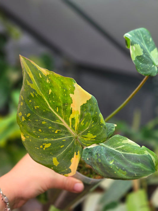 Philodendron Gloriosum Tricolor (NO TC)