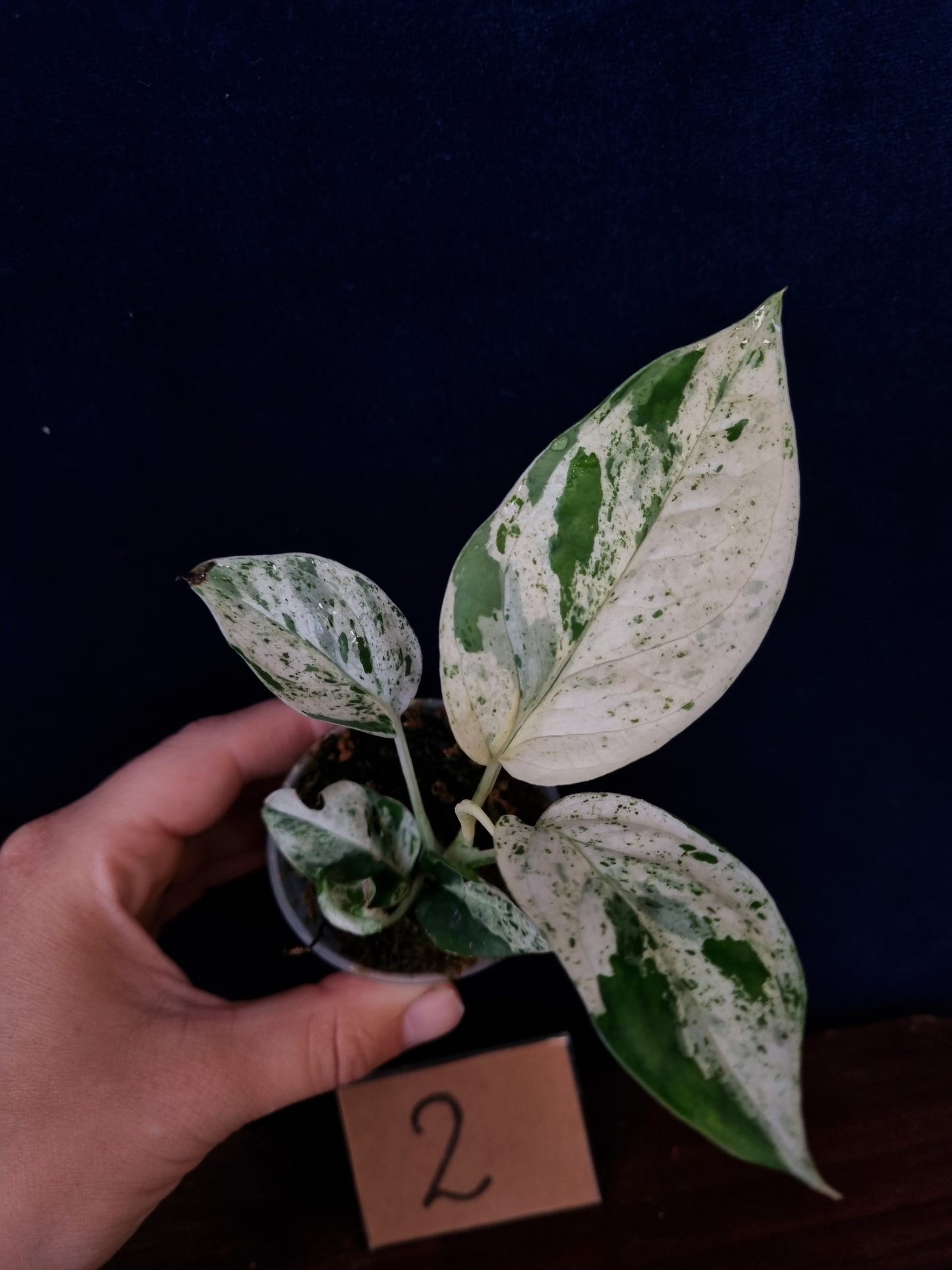 Epipremnum Pinnatum Marble