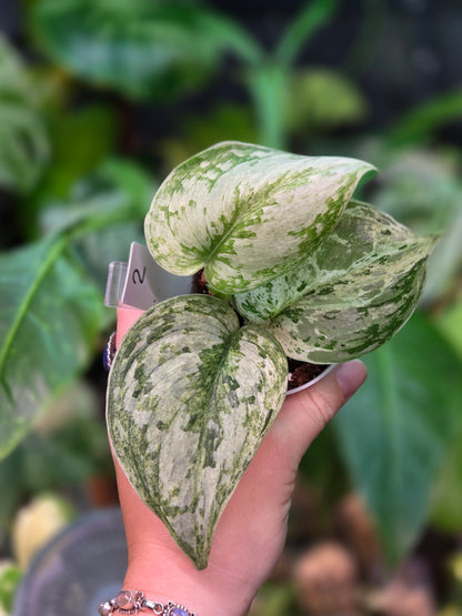 Scindapsus Peasun