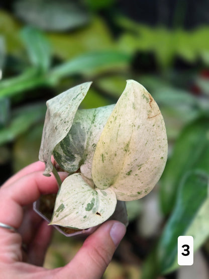 Scindapsus Peasun (More White Variegation) - Medium