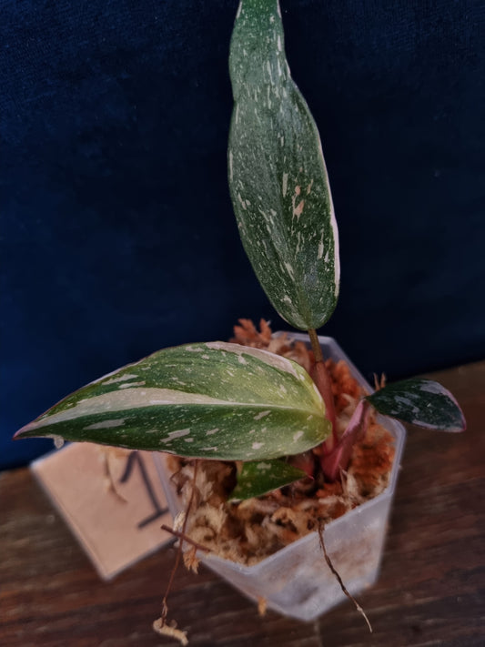 Philodendron Red Anderson