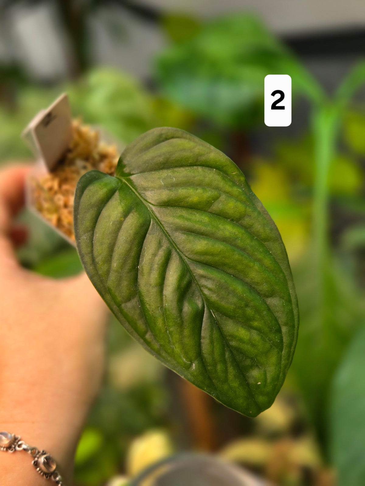 Monstera Sp. Loli