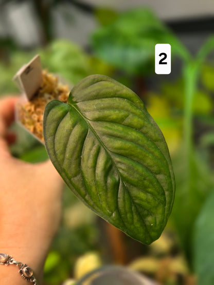 Monstera Sp. Loli
