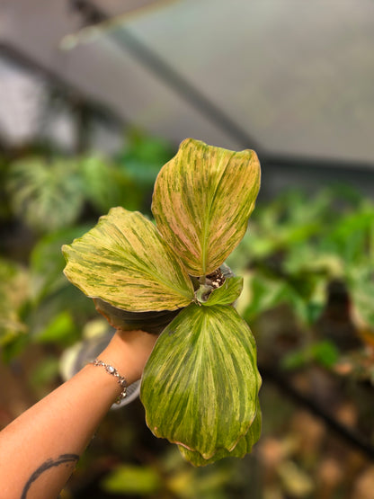 Kaempferia Pulchra Variegata (Pink)