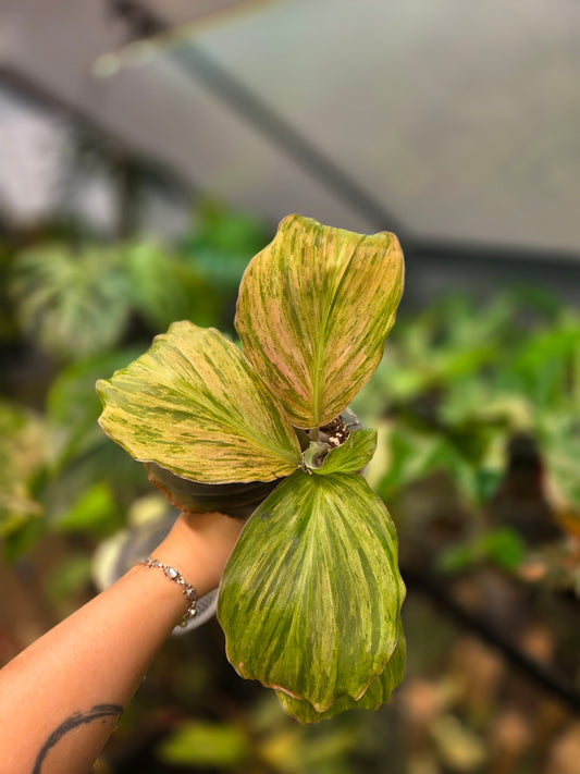 Kaempferia Pulchra Variegata (Pink)