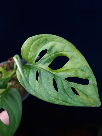 Monstera Adansonii Aurea