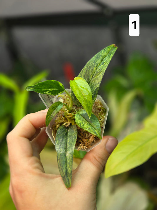 Epipremnum Cebu Blue Mint