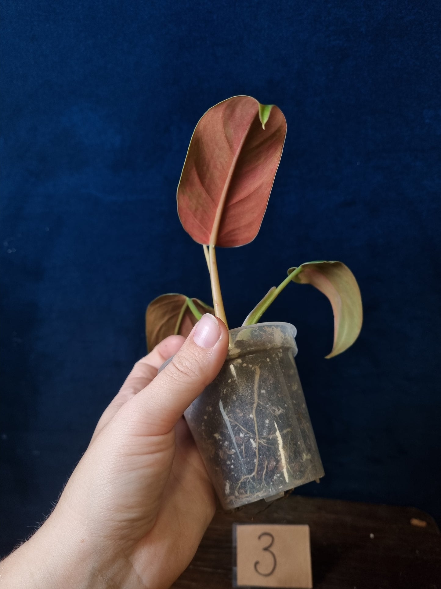 Philodendron Whipple Way Marble/Mint