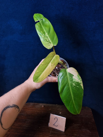 Philodendron Whipple Way Marble/Mint