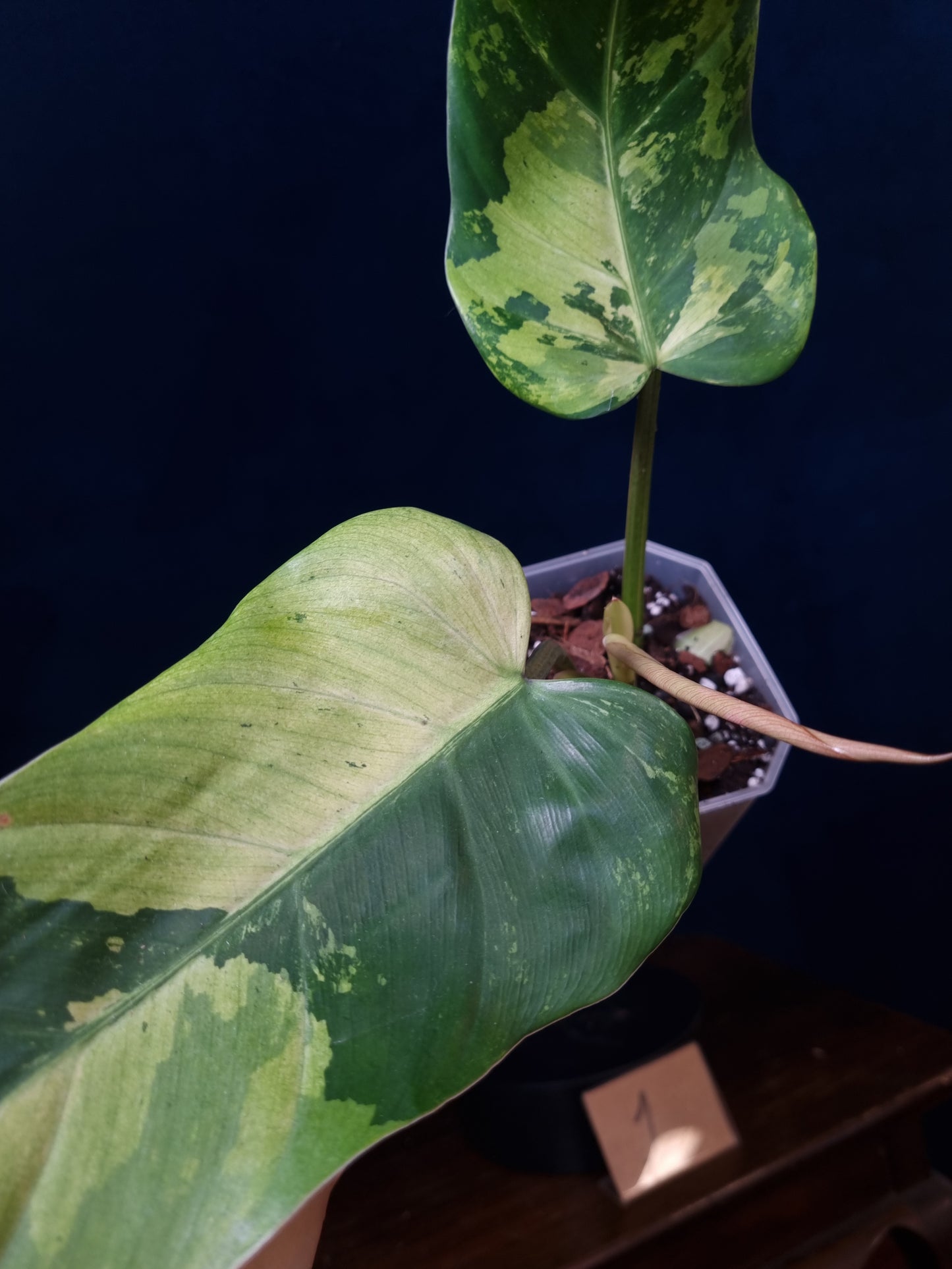 Philodendron Whipple Way Marble/Mint