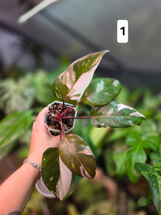 Philodendron Red Anderson