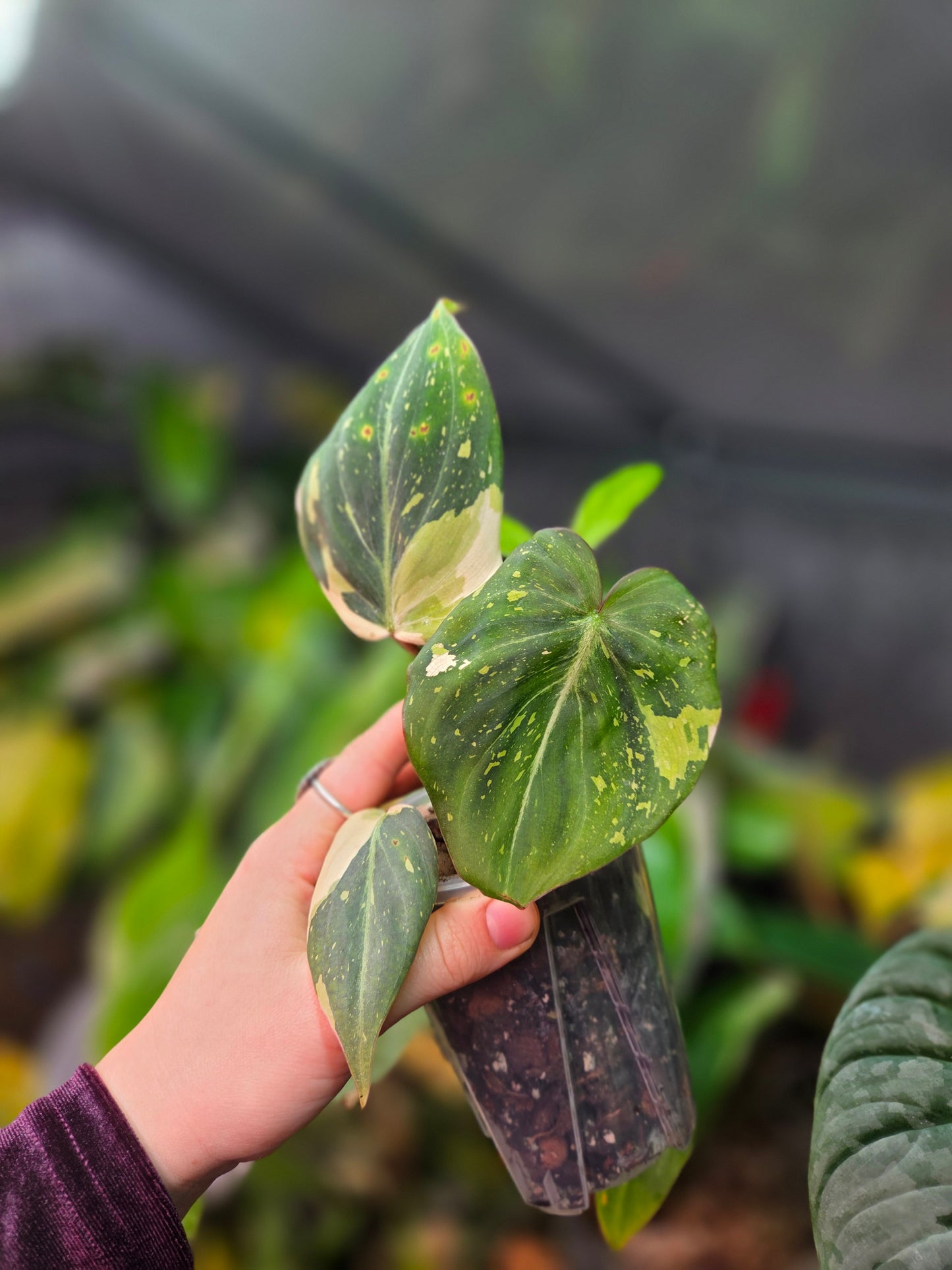 Philodendron Gloriosium Variegata/Tricolor