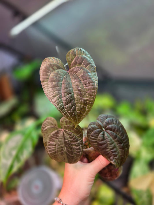 Dioscorea Discolor