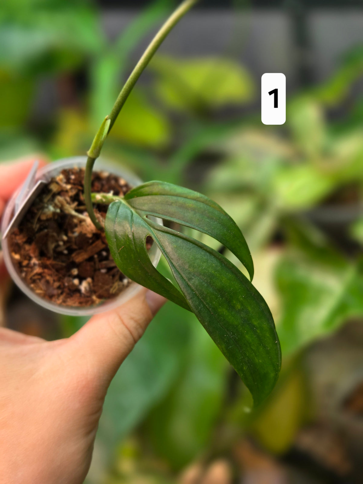 Monstera Spruceana