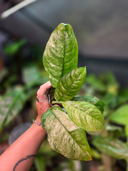 Rhaphidophora Indo. Variegata
