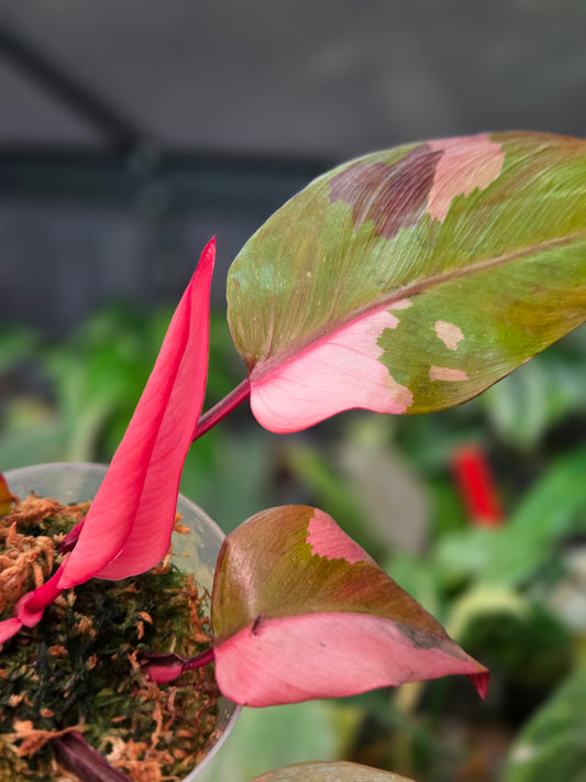 Philodendron Persimmon Princess