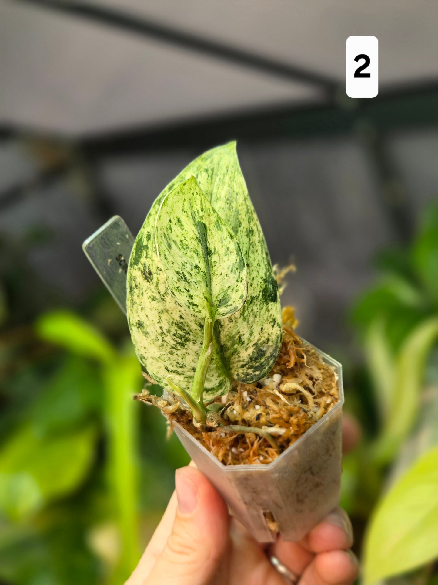 Scindapsus Jade Satin Marble Queen Small