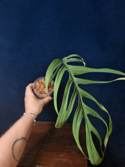 Monstera Croatii