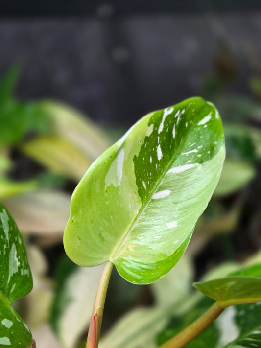 Philodendron White Princes Tricolor Lime/ Fresh Aurea