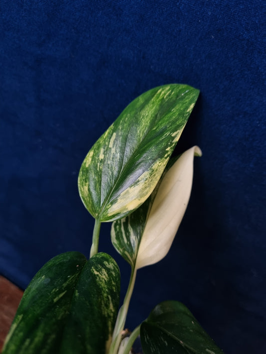 Monstera Standleyana Aurea