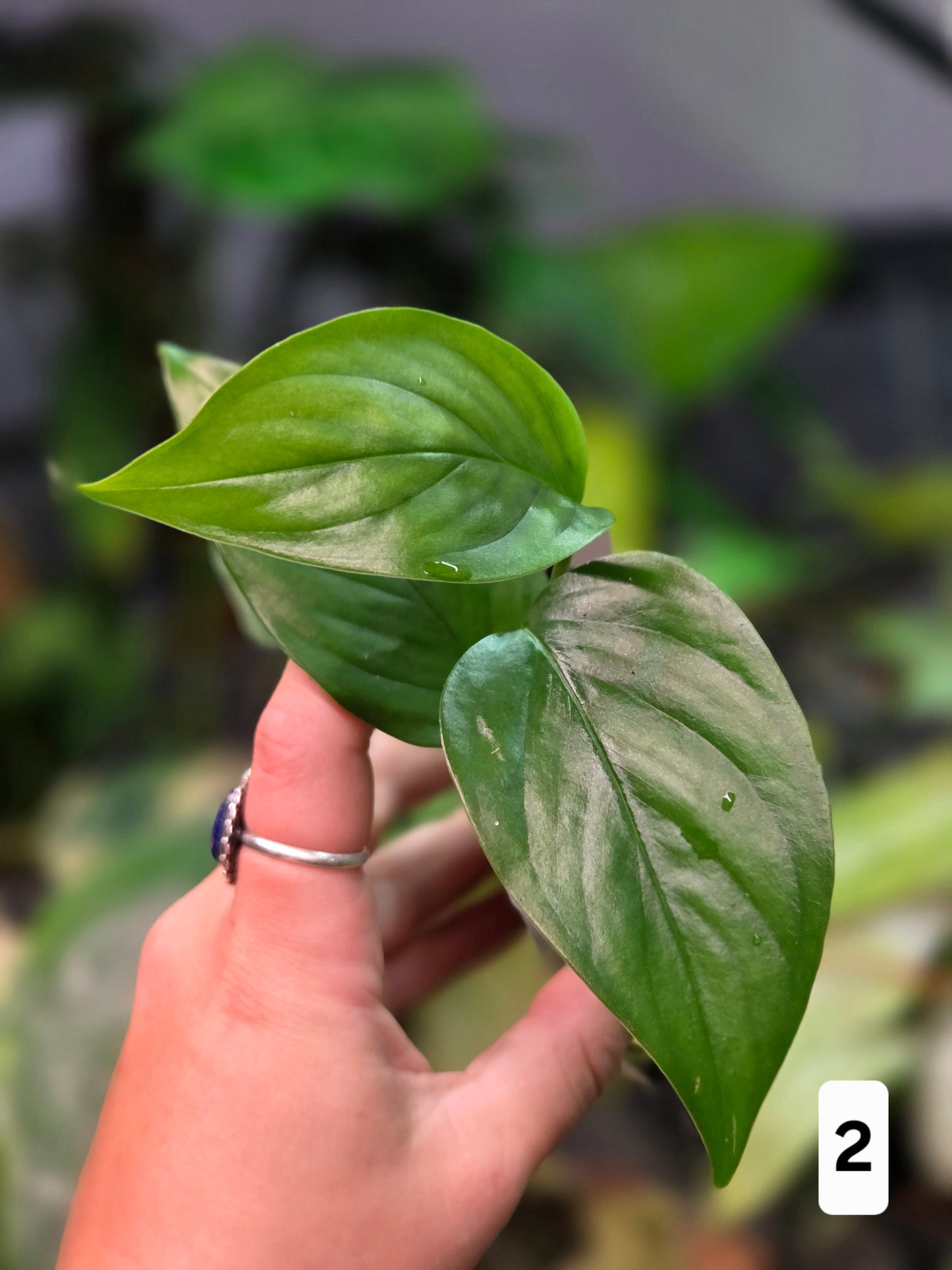 Monstera Aff. Obliqua Filamentous