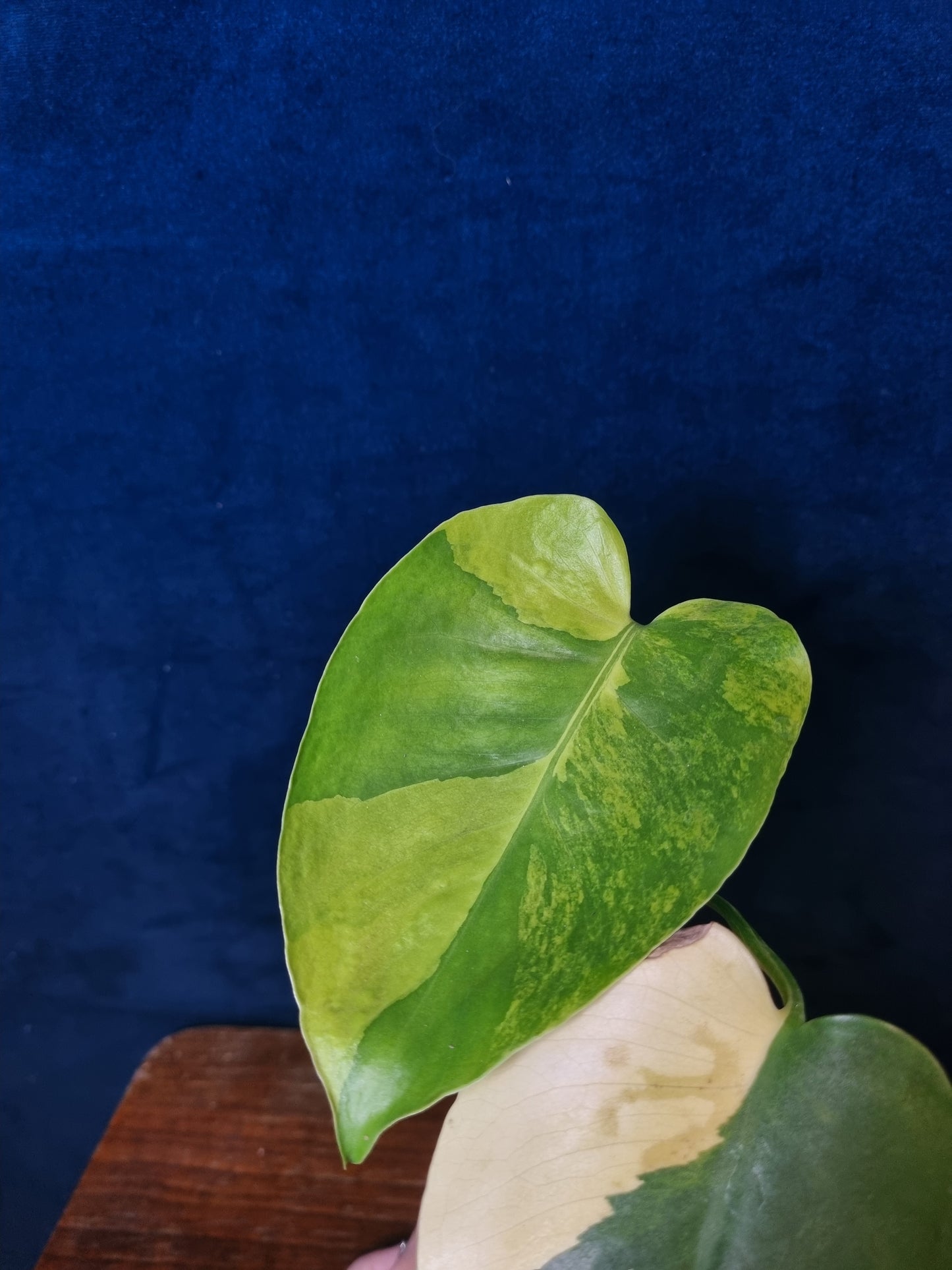 Monstera Yellow Marilyn