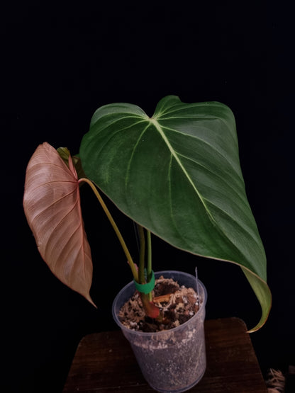 Philodendron Pink Glory