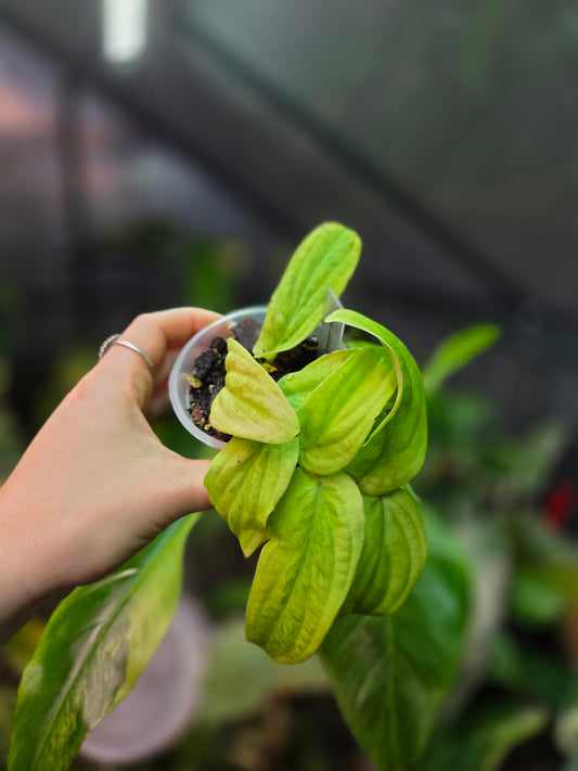 Rhaphidophora Korthalsii Marble Aurea