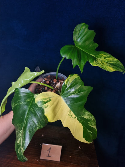 Philodendron Florida Beauty x Mayoi