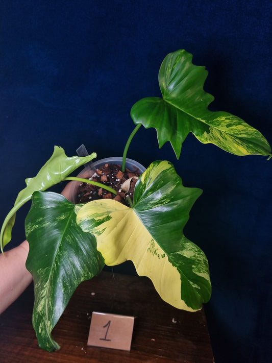 Philodendron Florida Beauty x Mayoi