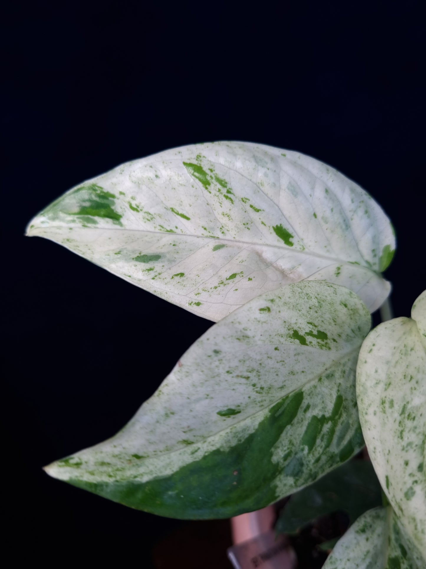 Epipremnum Pinnatum Marble