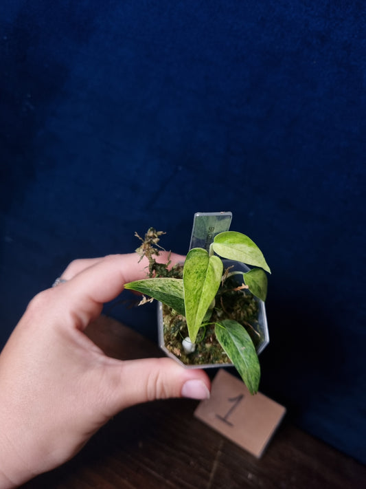 Epipremnum Cebu Blue Mint/Marble Aurea