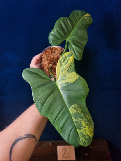Philodendron Bipennifolium Variegata