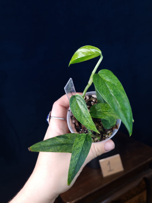 Epipremnum Cebu Blue Mint/Marble Aurea