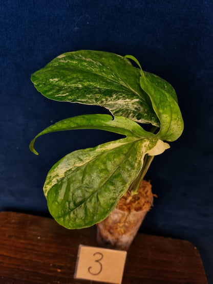Amydrium Medium Variegata