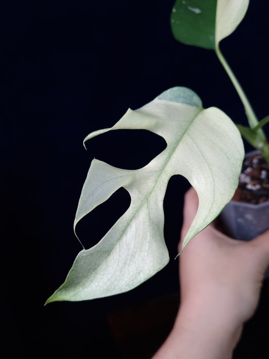 Rhaphidophora Tetrasperma Albo Variegata