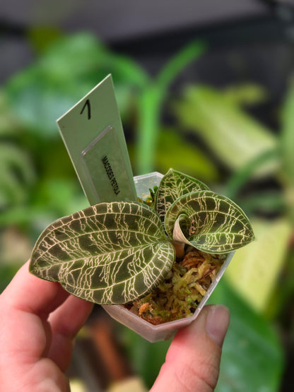 Macodes Petola (Jewel Orchid)