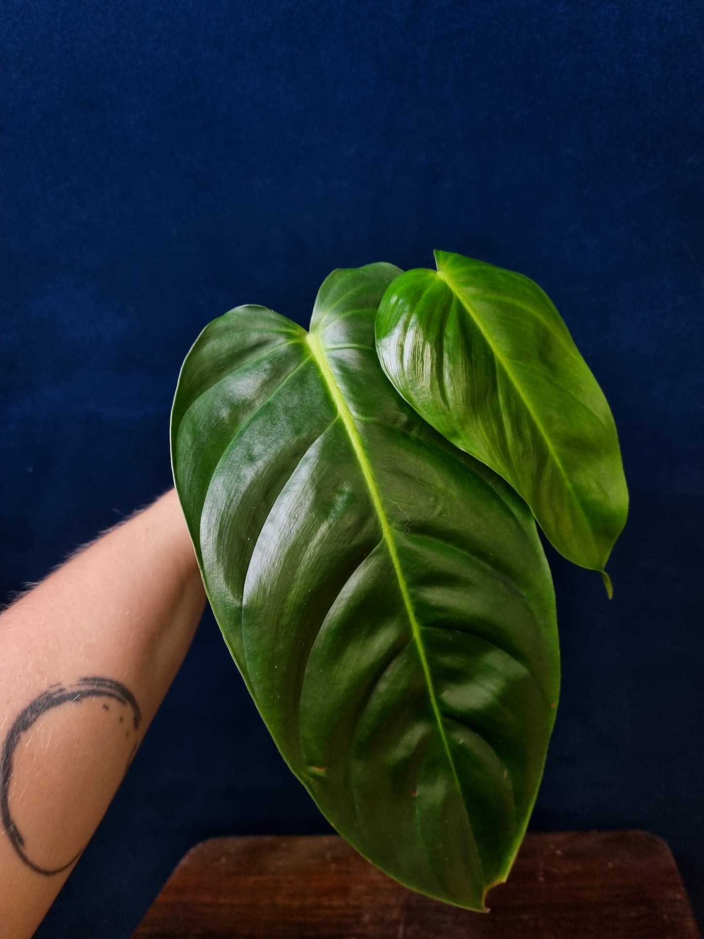 Philodendron Esmeraldense