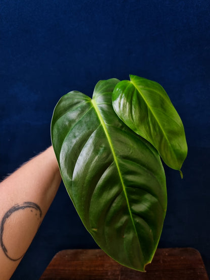 Philodendron Esmeraldense