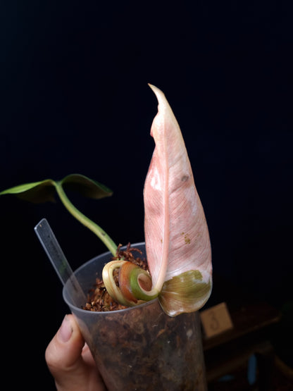 Philodendron Whipple Way Marble/Mint